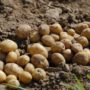 Как повысить урожай картофеля