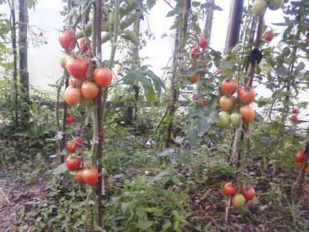 Выращивание томатов Де Барао
