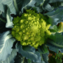 Как вырастить капусту брокколи