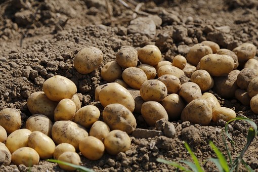 Советы по выращиванию картофеля на участке
