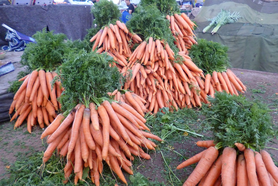 Как посадить морковь, чтобы получить богатый урожай Морковь 