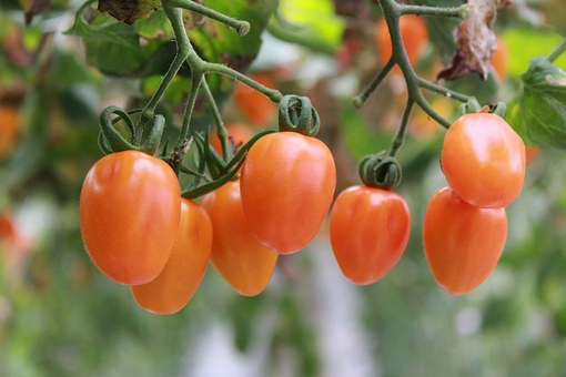 Пошаговая инструкция по посеву семян помидоров в яичную скорлупу Куст