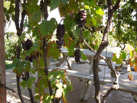 Где посадить виноград Беседка