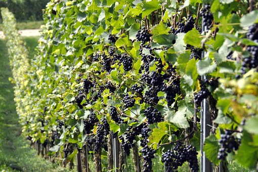 Где посадить виноград Периметр
