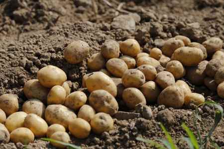 Как вырастить рассаду картофеля