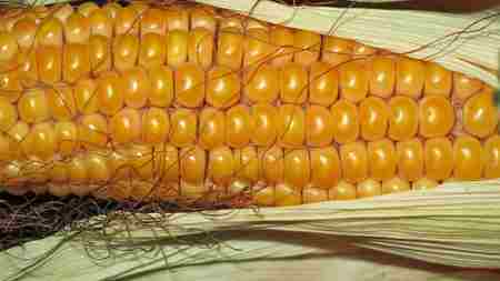 Как вырастить кукурузу на даче Семена