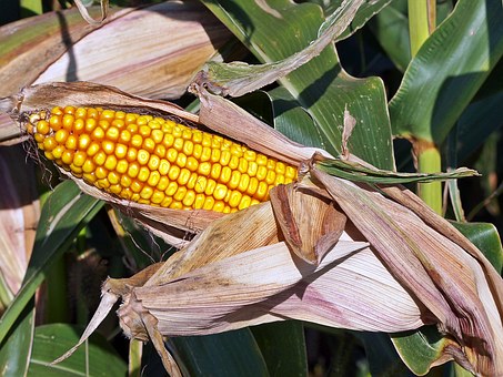 Как вырастить кукурузу на даче