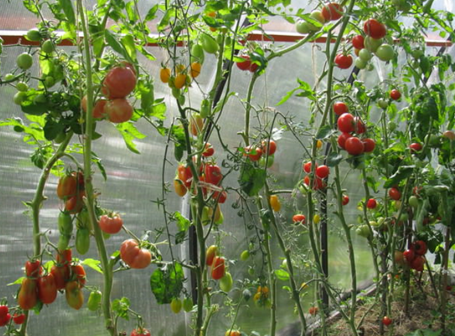 Высокорослые сорта помидоров